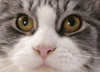 Maine Coon adult cat closeup