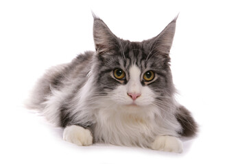 Maine Coon adult cat