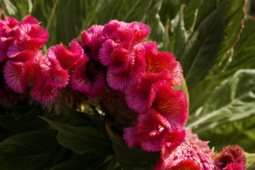 Cockscombs (Celosia cristata) in garden