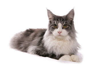 Maine Coon adult cat