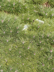 Pin mugo (Pinus mugo) ou pin de montagne, arbuste buissonnant, branches rampantes &agrave; port sph&eacute;rique, au feuillage dense &agrave; aiguilles jaune verd&acirc;tre en hiver
