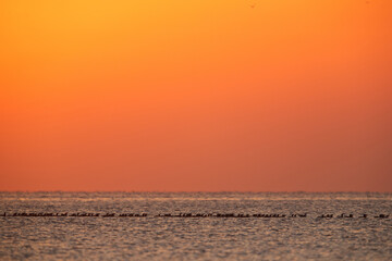 Silhouette of Great Cormorant at Asker coast of Bahrain during sunrise