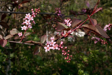 Bird Cherry 'Colorata' (Prunus padus) in park, Central Russia