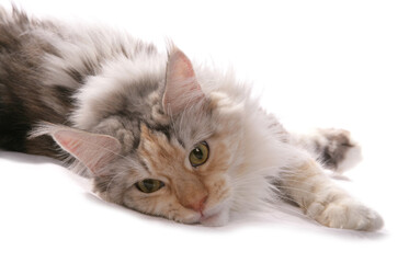 Maine Coon silver cream and white cat