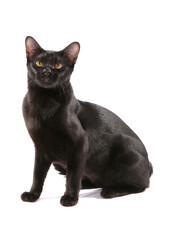 Asian bombay black adult cat