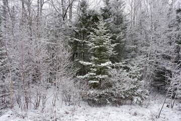 snow covered forest
