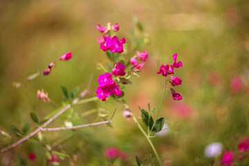 Mouse pea flowers on a blurred background. Close-up. Selective focus.