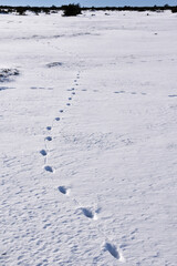 Animal footprints in the snow in a wide plain landscape