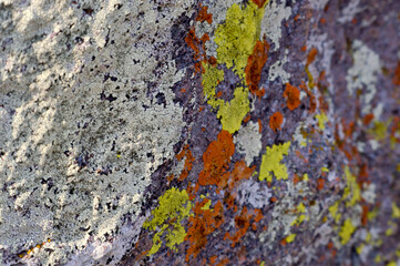 lichen on rock