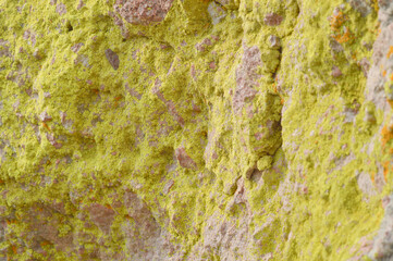 green moss on stone (texture)