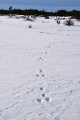 Animal footprints into a landscape