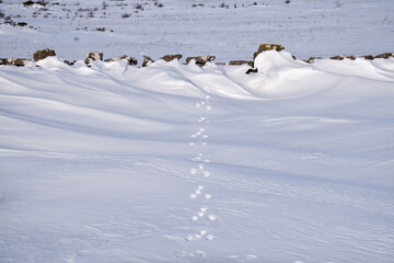 Animal tracks in the snow by an old dry stone wall