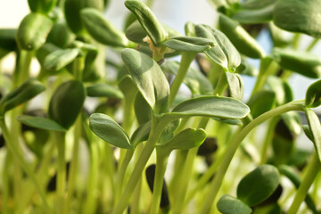 microgreen Foliage Background. Close-up of Sunflowers microgreens.Vitamins on windowsill. Vegan and healthy superfood.Spring avitaminosis