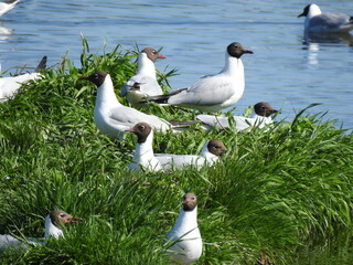 animal a bird called a black-headed gull nesting on an island of a retention reservoir in the city...