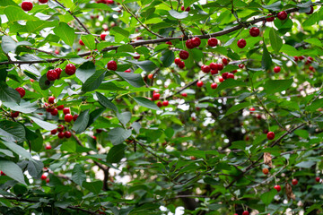 Red ripe cherry growing on a tree.