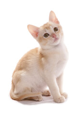 Burmese cream kitten