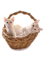 Fototapeta na wymiar Burmese red and cream Kittens