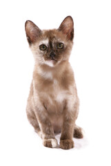 Burmese chocolate tortie kitten