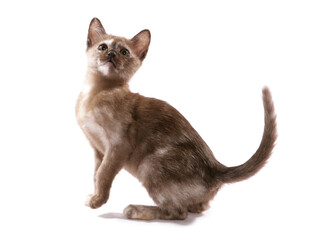 Burmese brown tortie kitten