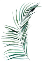 Watercolor palm tropical leaves illustration