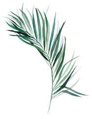 Watercolor palm tropical leaves illustration