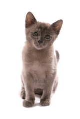 Burmese blue kitten