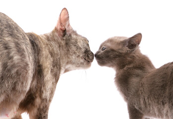Burmese blue kitten and mum kissing