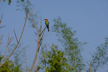 A bee-eating bird perched on a branch in the morning outdoors.