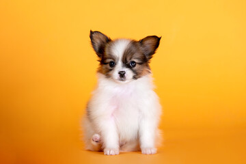 Small dogs of breed Papillon on the background