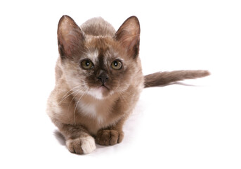 Burmese chocolate tortie Kitten