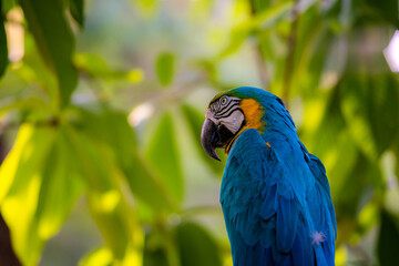 Fototapeta premium Macaw parrots bird in forest close up