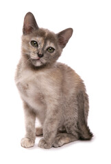 Burmese blue tortie Kitten