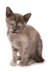 Burmese blue tortie Kitten