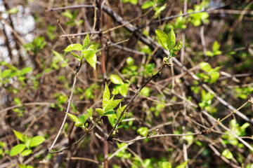 young green leaves on tree branches in spring