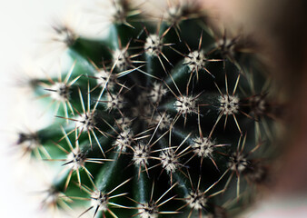 Close up macro cactus green head with sharp prickly needles thorns and dust, houseplant background, gardening hobby