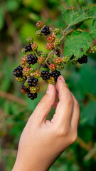 Mano recolectando frutos silvestres (moras o berries)