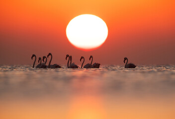 Greater Flamingos wading with backdrop of dramatic sunrise at Asker coast, Bahrain
