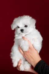 Small dog of breed maltese in the studio
