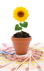 Blumentopf mit Sonnenblume auf Euroscheinen