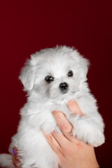 Small dog of breed maltese in the studio