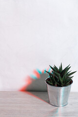 Cactus in a pod in Scandinavian style interior. White wall, close up. double light, colors shadows, neon light, Home plants. Concept of minimalism