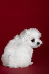 Small dog of breed maltese in the studio