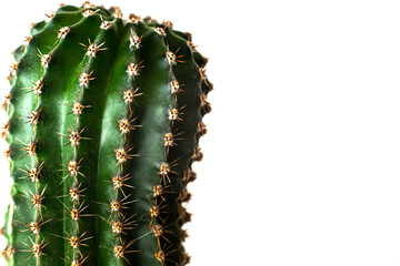 Close up macro head of green cactus home plant with sharp needles at isolated white background,...