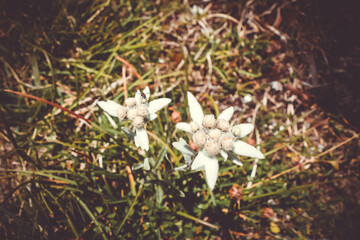 Edelweiss flowers in Vanoise national Park, France