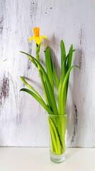 Yellow Narcissus flowers (Daffodil, Daffodils, Trumpet, Corbularia, Hermione) with green leaves on a silver textured background, beauty in contrast and minimalism