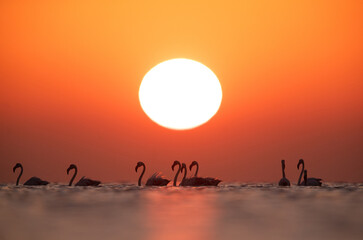 Greater Flamingos wading and dramatic sun at Asker coast, Bahrain