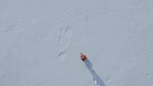 Top-down aerial view of a middle-aged man making a snow angel in fresh snow on a sunny winter day