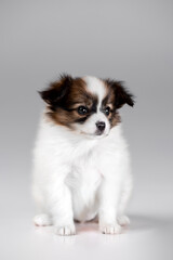 Beautiful little puppies of papillon breed in the studio