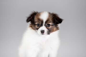 Beautiful little puppies of papillon breed in the studio