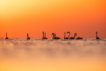 Fototapeta na wymiar Greater Flamingos and dramatic hue at Asker coast of Bahrain